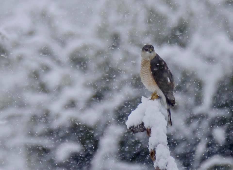 Snow in Saddlebrooke